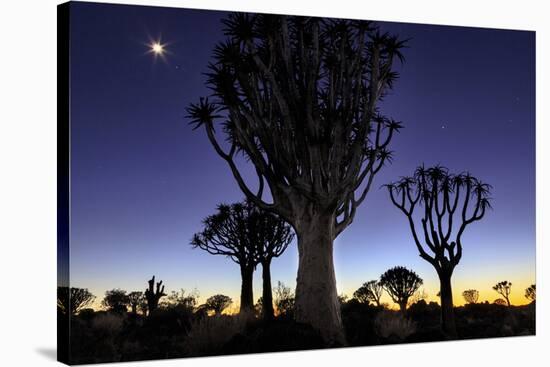 Namibia, Keetmanshoop. Quiver tree Forest at sunrise.-Jaynes Gallery-Stretched Canvas