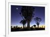 Namibia, Keetmanshoop. Quiver tree Forest at sunrise.-Jaynes Gallery-Framed Photographic Print