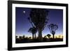 Namibia, Keetmanshoop. Quiver tree Forest at sunrise.-Jaynes Gallery-Framed Photographic Print