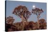 Namibia, Keetmanshoop, Quiver Tree Forest, Kokerboom at sunset.-Ellen Goff-Stretched Canvas