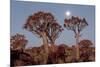 Namibia, Keetmanshoop, Quiver Tree Forest, Kokerboom at sunset.-Ellen Goff-Mounted Photographic Print
