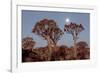 Namibia, Keetmanshoop, Quiver Tree Forest, Kokerboom at sunset.-Ellen Goff-Framed Photographic Print