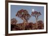 Namibia, Keetmanshoop, Quiver Tree Forest, Kokerboom at sunset.-Ellen Goff-Framed Photographic Print