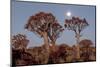 Namibia, Keetmanshoop, Quiver Tree Forest, Kokerboom at sunset.-Ellen Goff-Mounted Photographic Print