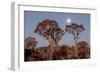 Namibia, Keetmanshoop, Quiver Tree Forest, Kokerboom at sunset.-Ellen Goff-Framed Photographic Print