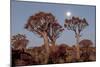 Namibia, Keetmanshoop, Quiver Tree Forest, Kokerboom at sunset.-Ellen Goff-Mounted Photographic Print