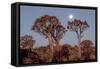 Namibia, Keetmanshoop, Quiver Tree Forest, Kokerboom at sunset.-Ellen Goff-Framed Stretched Canvas