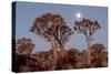 Namibia, Keetmanshoop, Quiver Tree Forest, Kokerboom at sunset.-Ellen Goff-Stretched Canvas