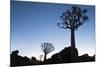 Namibia, Keetmanshoop, Quiver Tree Forest, Kokerboom. at sunset.-Ellen Goff-Mounted Photographic Print