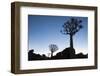 Namibia, Keetmanshoop, Quiver Tree Forest, Kokerboom. at sunset.-Ellen Goff-Framed Photographic Print