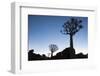 Namibia, Keetmanshoop, Quiver Tree Forest, Kokerboom. at sunset.-Ellen Goff-Framed Photographic Print