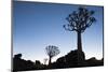 Namibia, Keetmanshoop, Quiver Tree Forest, Kokerboom. at sunset.-Ellen Goff-Mounted Photographic Print