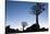 Namibia, Keetmanshoop, Quiver Tree Forest, Kokerboom. at sunset.-Ellen Goff-Stretched Canvas