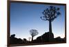 Namibia, Keetmanshoop, Quiver Tree Forest, Kokerboom. at sunset.-Ellen Goff-Framed Photographic Print