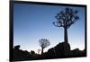 Namibia, Keetmanshoop, Quiver Tree Forest, Kokerboom. at sunset.-Ellen Goff-Framed Photographic Print