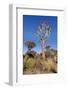 Namibia, Keetmanshoop, Quiver Tree Forest, Kokerboom.-Ellen Goff-Framed Photographic Print