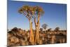 Namibia, Keetmanshoop, Quiver Tree Forest, Kokerboom.-Ellen Goff-Mounted Photographic Print