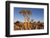 Namibia, Keetmanshoop, Quiver Tree Forest, Kokerboom.-Ellen Goff-Framed Photographic Print