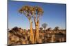 Namibia, Keetmanshoop, Quiver Tree Forest, Kokerboom.-Ellen Goff-Mounted Photographic Print