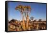 Namibia, Keetmanshoop, Quiver Tree Forest, Kokerboom.-Ellen Goff-Framed Stretched Canvas