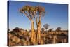 Namibia, Keetmanshoop, Quiver Tree Forest, Kokerboom.-Ellen Goff-Stretched Canvas