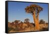 Namibia, Keetmanshoop, Quiver Tree Forest, Kokerboom.-Ellen Goff-Framed Stretched Canvas