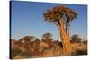 Namibia, Keetmanshoop, Quiver Tree Forest, Kokerboom.-Ellen Goff-Stretched Canvas