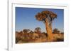 Namibia, Keetmanshoop, Quiver Tree Forest, Kokerboom.-Ellen Goff-Framed Photographic Print