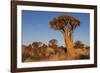 Namibia, Keetmanshoop, Quiver Tree Forest, Kokerboom.-Ellen Goff-Framed Photographic Print