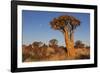 Namibia, Keetmanshoop, Quiver Tree Forest, Kokerboom.-Ellen Goff-Framed Photographic Print