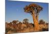 Namibia, Keetmanshoop, Quiver Tree Forest, Kokerboom.-Ellen Goff-Mounted Photographic Print