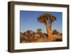 Namibia, Keetmanshoop, Quiver Tree Forest, Kokerboom.-Ellen Goff-Framed Photographic Print