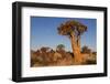 Namibia, Keetmanshoop, Quiver Tree Forest, Kokerboom.-Ellen Goff-Framed Photographic Print