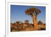 Namibia, Keetmanshoop, Quiver Tree Forest, Kokerboom.-Ellen Goff-Framed Photographic Print