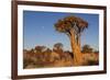 Namibia, Keetmanshoop, Quiver Tree Forest, Kokerboom.-Ellen Goff-Framed Photographic Print