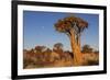 Namibia, Keetmanshoop, Quiver Tree Forest, Kokerboom.-Ellen Goff-Framed Photographic Print