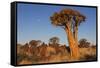 Namibia, Keetmanshoop, Quiver Tree Forest, Kokerboom.-Ellen Goff-Framed Stretched Canvas