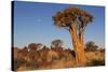 Namibia, Keetmanshoop, Quiver Tree Forest, Kokerboom.-Ellen Goff-Stretched Canvas