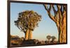 Namibia, Keetmanshoop. Quiver tree Forest landscape.-Jaynes Gallery-Framed Photographic Print