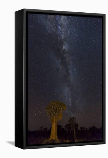 Namibia, Keetmanshoop. Quiver trees and Milky Way.-Jaynes Gallery-Framed Stretched Canvas