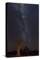 Namibia, Keetmanshoop. Quiver trees and Milky Way.-Jaynes Gallery-Stretched Canvas