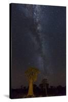 Namibia, Keetmanshoop. Quiver trees and Milky Way.-Jaynes Gallery-Stretched Canvas