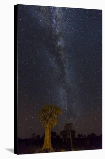 Namibia, Keetmanshoop. Quiver trees and Milky Way.-Jaynes Gallery-Stretched Canvas