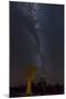 Namibia, Keetmanshoop. Quiver trees and Milky Way.-Jaynes Gallery-Mounted Photographic Print