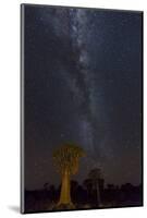 Namibia, Keetmanshoop. Quiver trees and Milky Way.-Jaynes Gallery-Mounted Photographic Print