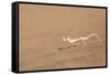 Namibia, Namib Desert. Palmetto gecko on sand.-Jaynes Gallery-Framed Stretched Canvas