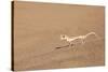 Namibia, Namib Desert. Palmetto gecko on sand.-Jaynes Gallery-Stretched Canvas