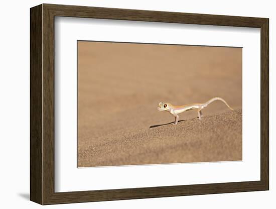 Namibia, Namib Desert. Palmetto gecko on sand.-Jaynes Gallery-Framed Photographic Print