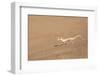 Namibia, Namib Desert. Palmetto gecko on sand.-Jaynes Gallery-Framed Photographic Print