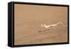 Namibia, Namib Desert. Palmetto gecko on sand.-Jaynes Gallery-Framed Stretched Canvas